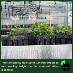 Foam Agent Impact on Tree Growth/Health