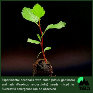 Enhanced Seedball/SCC Content Production